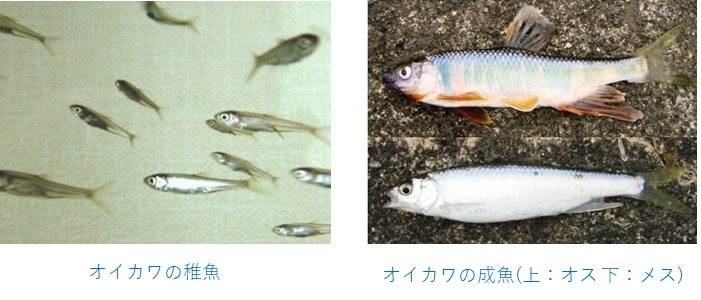 鴨川いきもの紹介 魚類 近畿地域づくりセンターからのお知らせ